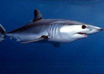 鲨鱼是不是无性繁殖