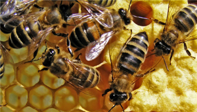 大棚给草莓授粉的蜜蜂为什么到春天就死完了