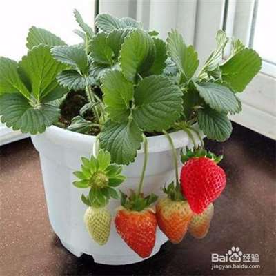 草莓  种子  种植