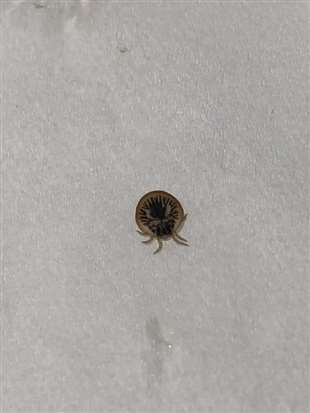 家里出现一只从来没见过的小虫子，请问谁知道这是什么虫子。谢谢！