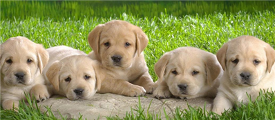 五只黄色小狗趴草地上是什么狗,适合女生养吗
