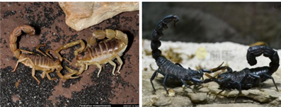 雨林蝎对另一只蝎子摇尾巴是什么意思？