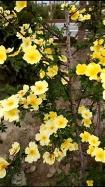 青海路边开黄花的是什么花,谁认识，好漂亮。