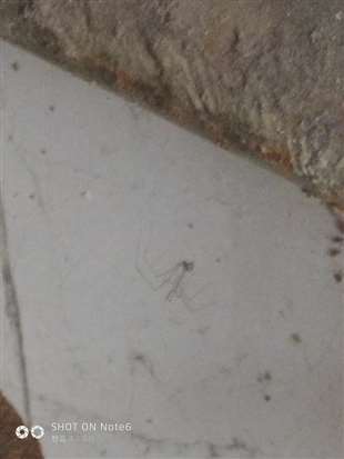 这是什么蜘蛛