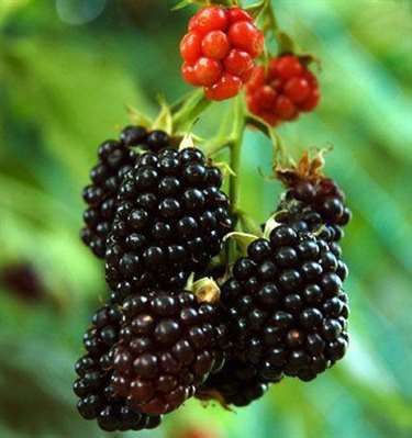 树莓的营养价值树莓多少钱一斤