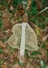 看到一种像一对情侣穿着婚纱的蘑菇，它叫什么名？