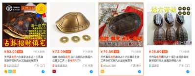 乌龟壳要去哪里买？