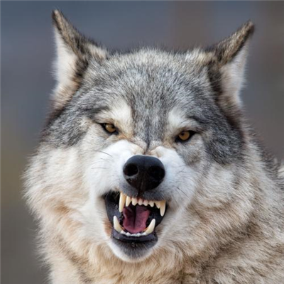 狼和狐狸有什么区别？