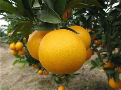 现在夏橙的落果现象是什么原因？