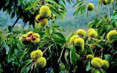 南方亚热带石山适合种植什么类型的果树
