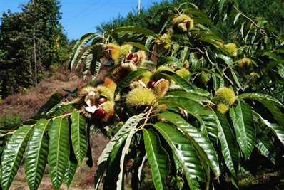 南方亚热带石山适合种植什么类型的果树