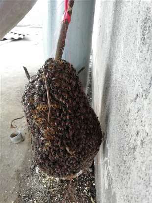 从野外带回来一个蜂巢，怎样安置养殖。