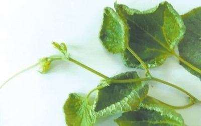 黄瓜绿斑驳花叶病毒病如何辨别