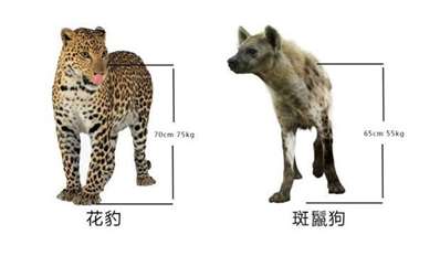 一对一的情况下，花豹和斑鬣狗哪个更厉害？