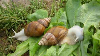山东养殖蜗牛是政府扶贫吗
