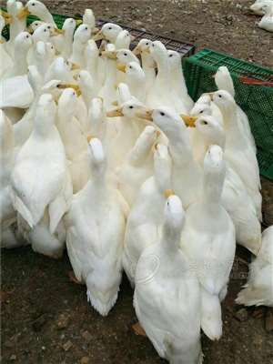四川吊白鸭的养殖方法