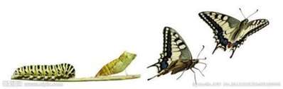 昆虫幼虫与成虫的区别