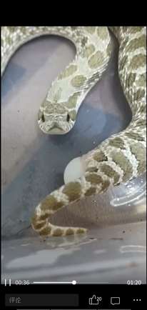 这是什么品种的蛇