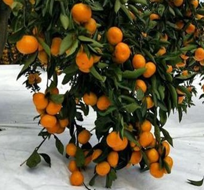 台州橘子新品种“红美人”柑橘的生长管理要注意哪些？
