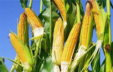 玉米市场是否真的那么缺粮？