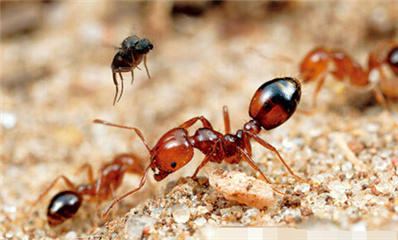 红火蚁会冬眠吗