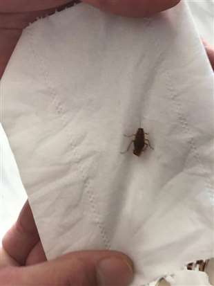 这是什么虫子？