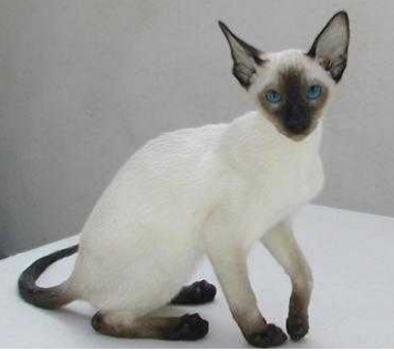 蓝眼睛的暹罗猫，长大会变没嘛 还是一直都是蓝色的