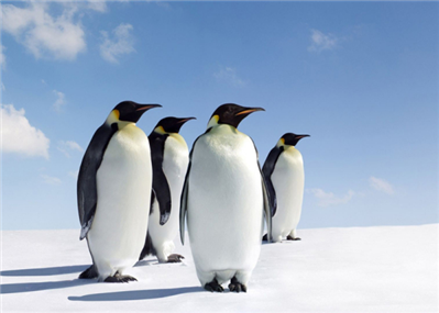 为什么南极没有企鹅呢