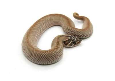 什么蛇可用于食用养殖