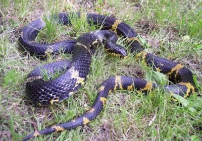 什么蛇可用于食用养殖