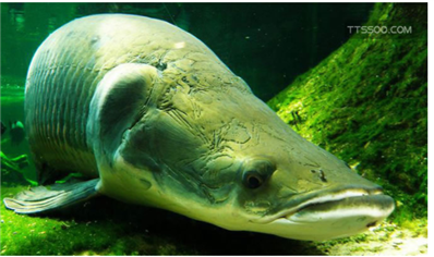 巨骨舌鱼好养吗怎么限制它的体型