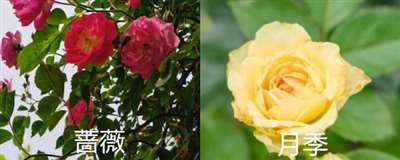 月季和蔷薇有什么区别