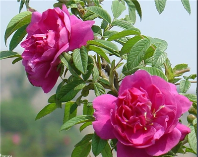 泡茶的话 墨红玫瑰花茶好还是平阴玫瑰好一些 都是花冠的 看着