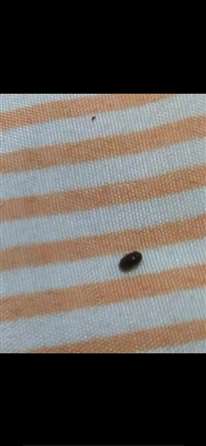 床上出现这种黑色的虫，是什么虫，怎么解决？
