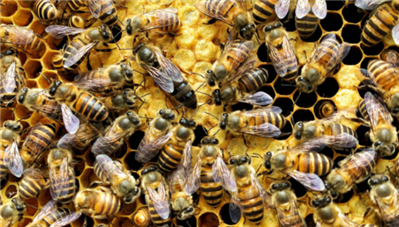 诱蜂桶收回过箱的野外蜜蜂，在诱蜂桶已经造脾4四匹，拿回家过箱后开始有采粉但,二十天