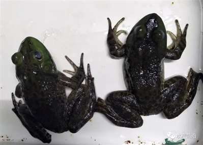 今年刚养牛蛙，养了10亩，现在牛蛙有歪头怎么办？